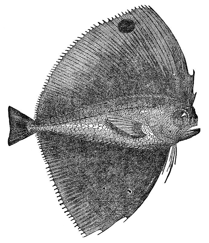 斑点扇形鱼(Pteraclis Velifera) - 19世纪